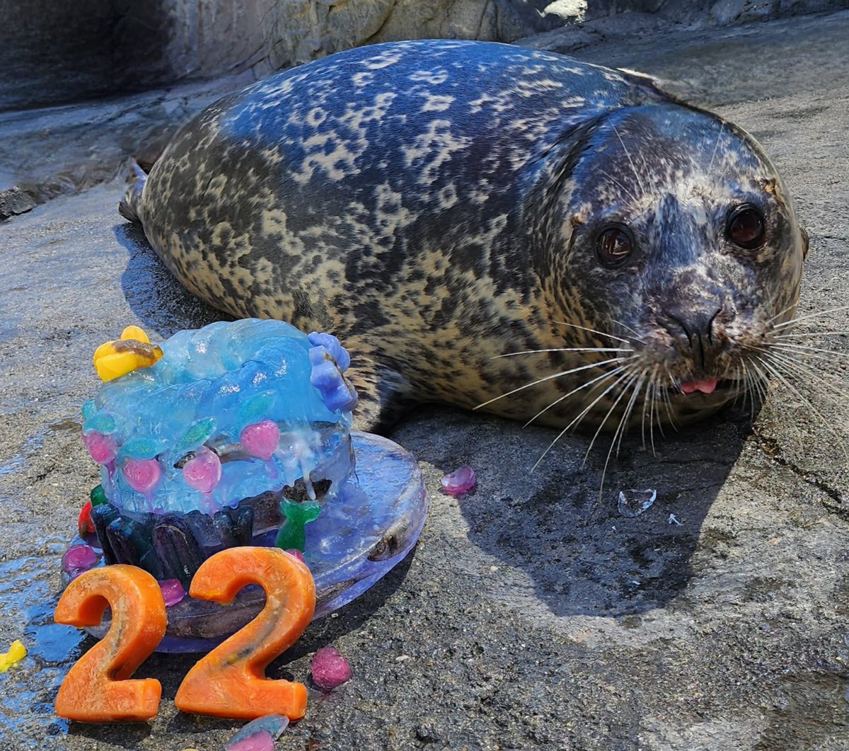 Aquarium of the Pacific tweet media