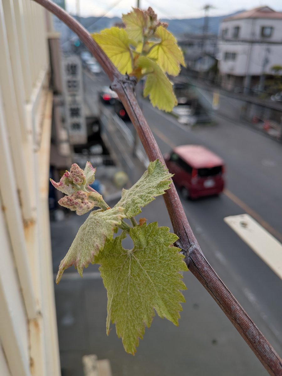 おはようございマスダ　#門真市　晴れ

4月の半ばとなり、桜が散るころに　ブドウの葉が出てきます。　夏に向かって元気に葉が出て　ツルが伸びてくると思います。　施肥がいりますね。　水やりも大事です。　　害虫退治の季節でもあります。

今日も一日　交通安全。