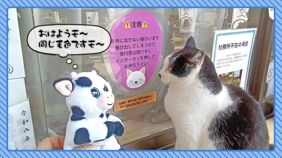 おはよう☀貓貓😺💚💙🐮🫰