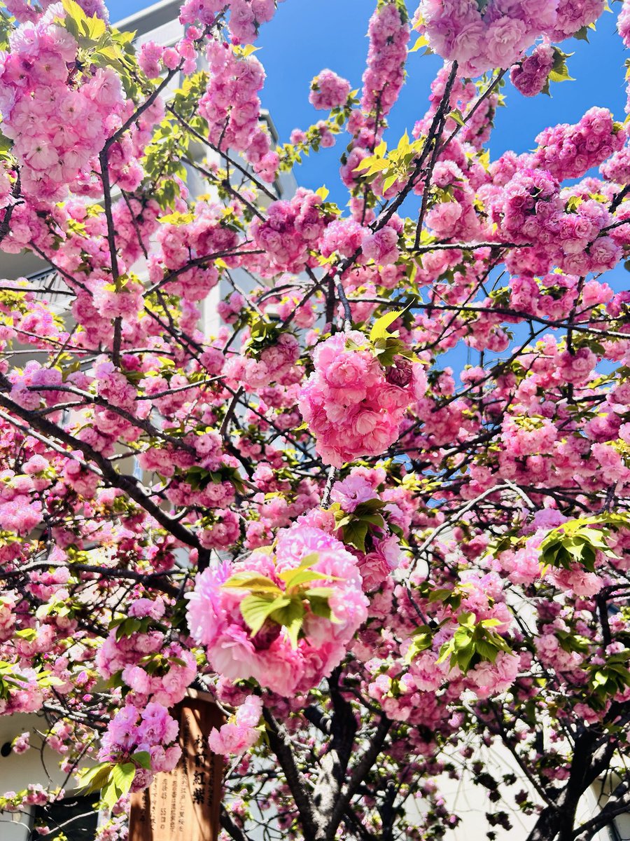 paopaoooooooon's tweet photo. 産能お花見＆ランチ🍔✨
産能の仲良しメンバーと今年もお花見しました🌸✨
卒業後も仲良くして頂き、非常にありがたいです✨
最近、忘れていた資格の勉強もまた始めようと思えました✨ https://t.co/wxuLXAEwSL
