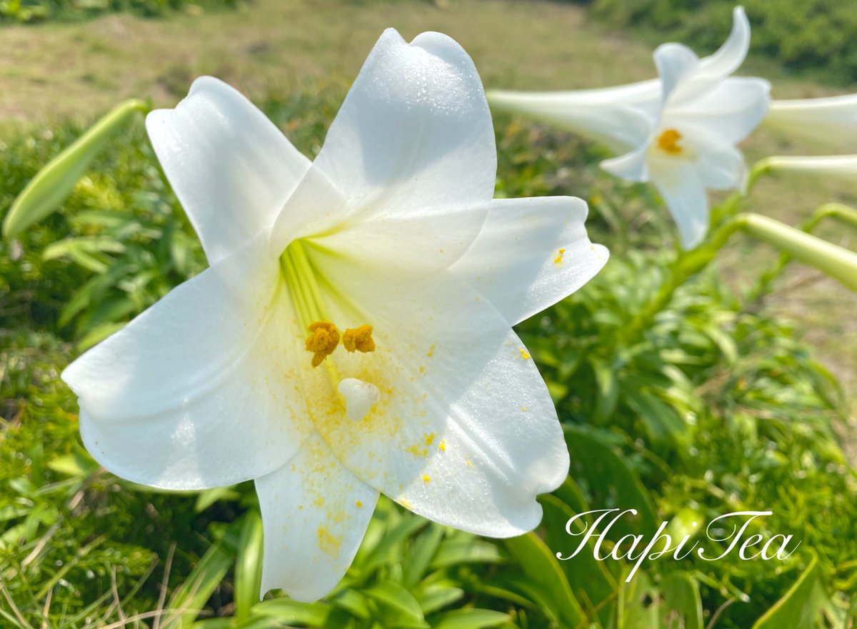 HapiTea(ハピティー) tweet media