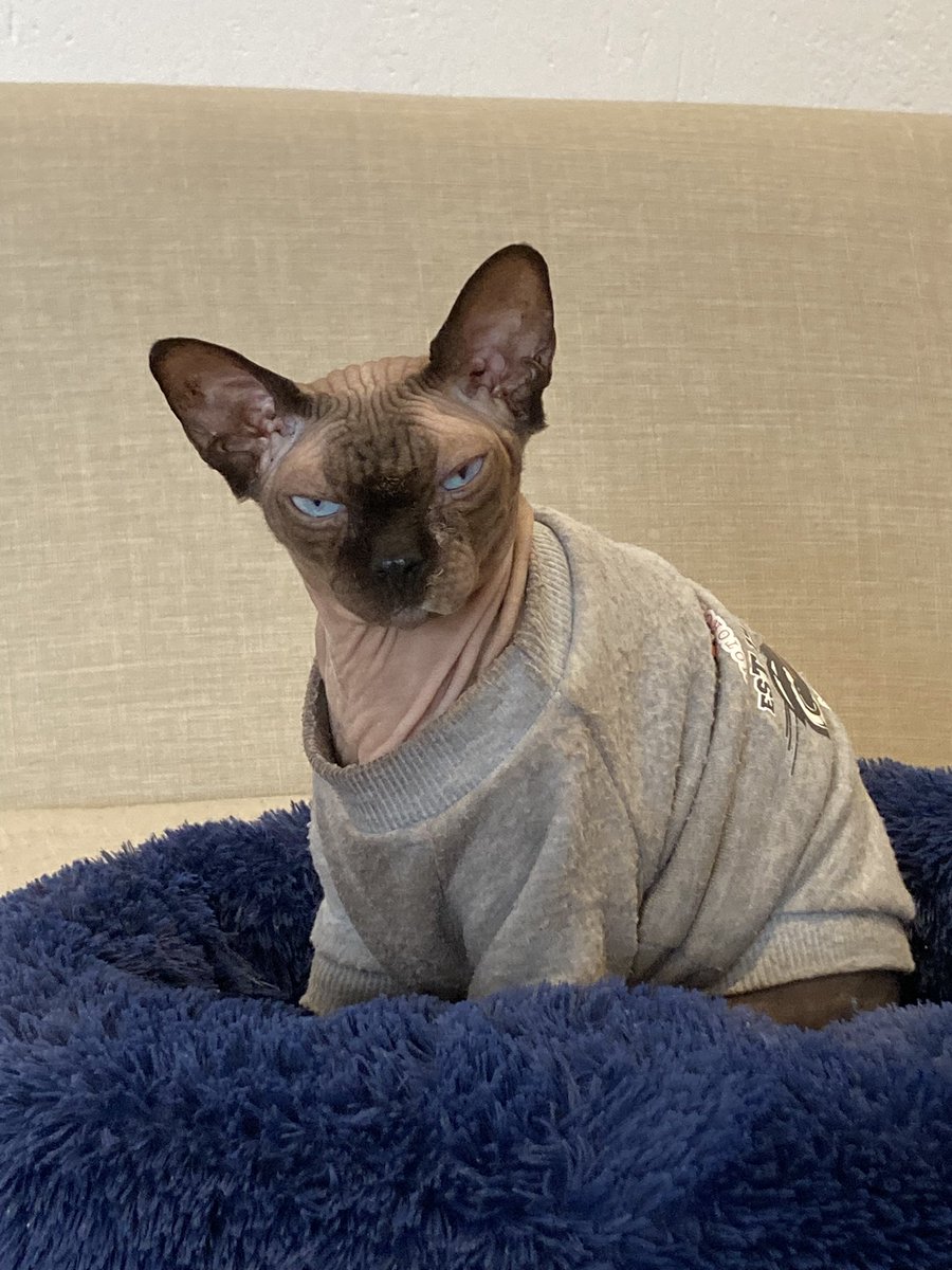 あさひ💩ハゲ猫 tweet media