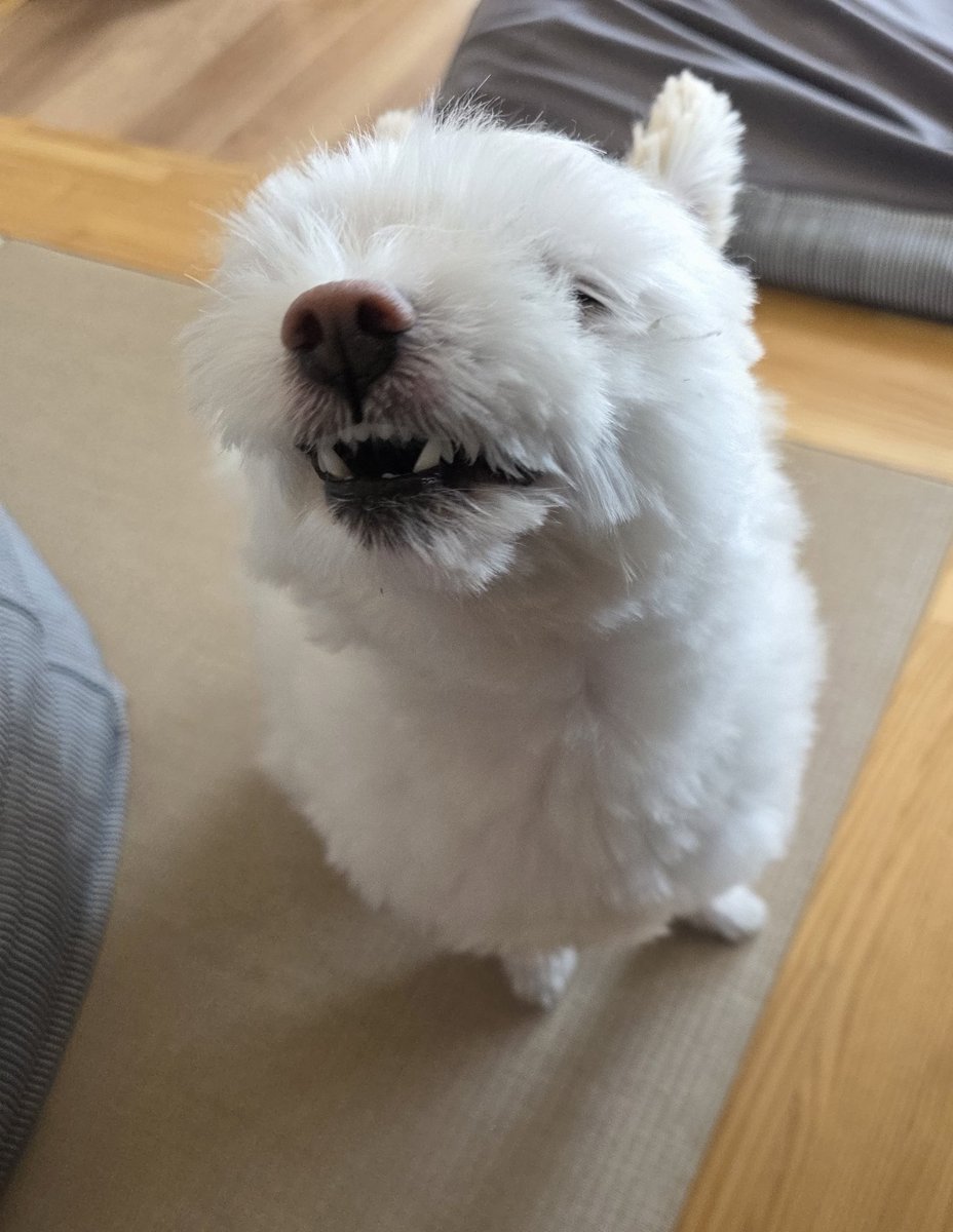 かぬこ🐶 tweet media