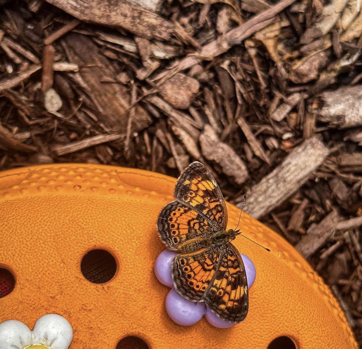 👑 𝗠𝗶𝘀𝘀 𝗔𝘀𝗵 𝗥𝗮𝗲 tweet media