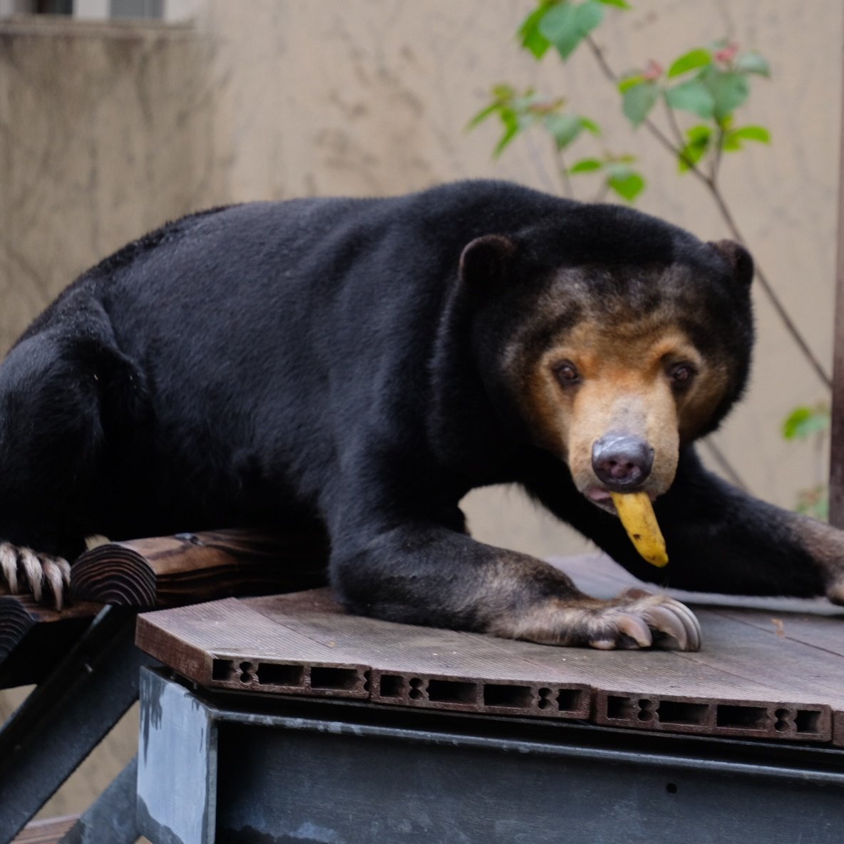 パンダバ tweet media