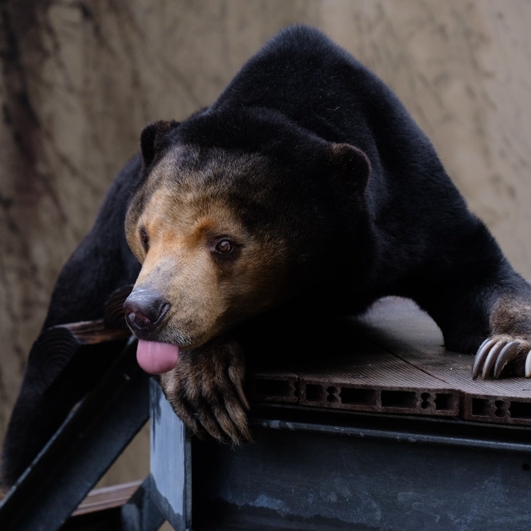 パンダバ tweet media