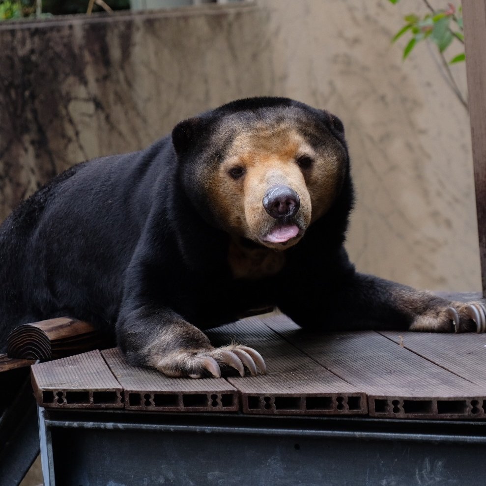 パンダバ tweet media