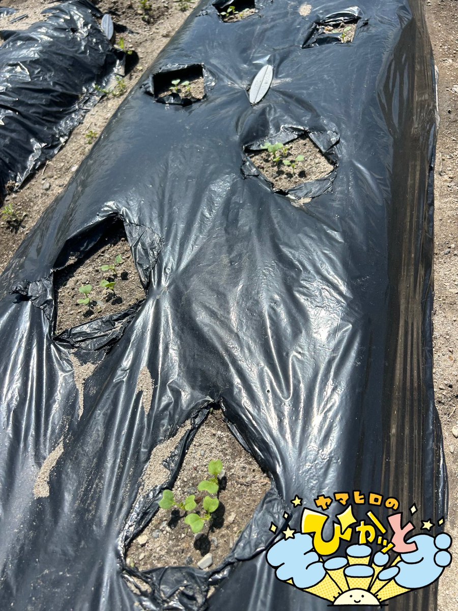 🌞ヤマヒロのぴかッとモーニング🌞 tweet media