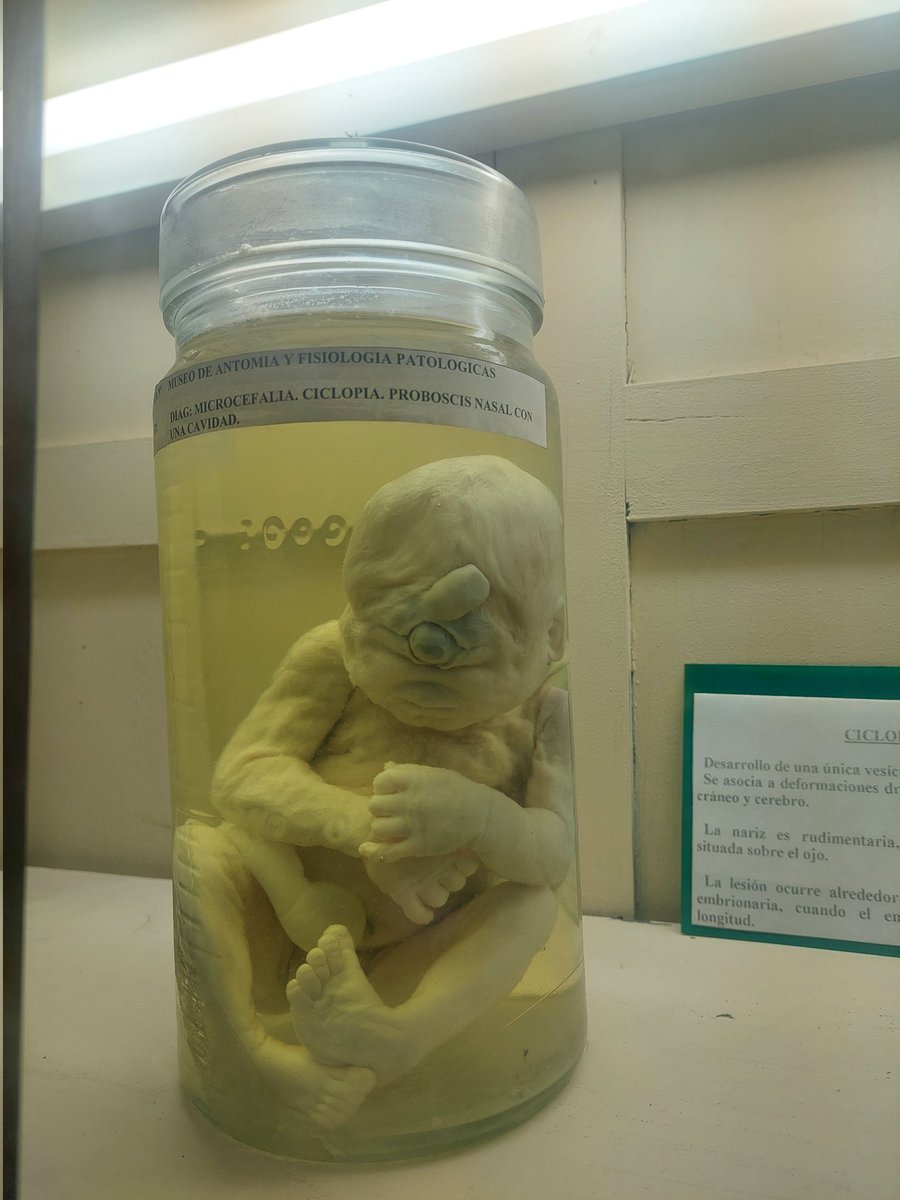 calendaria tweet media