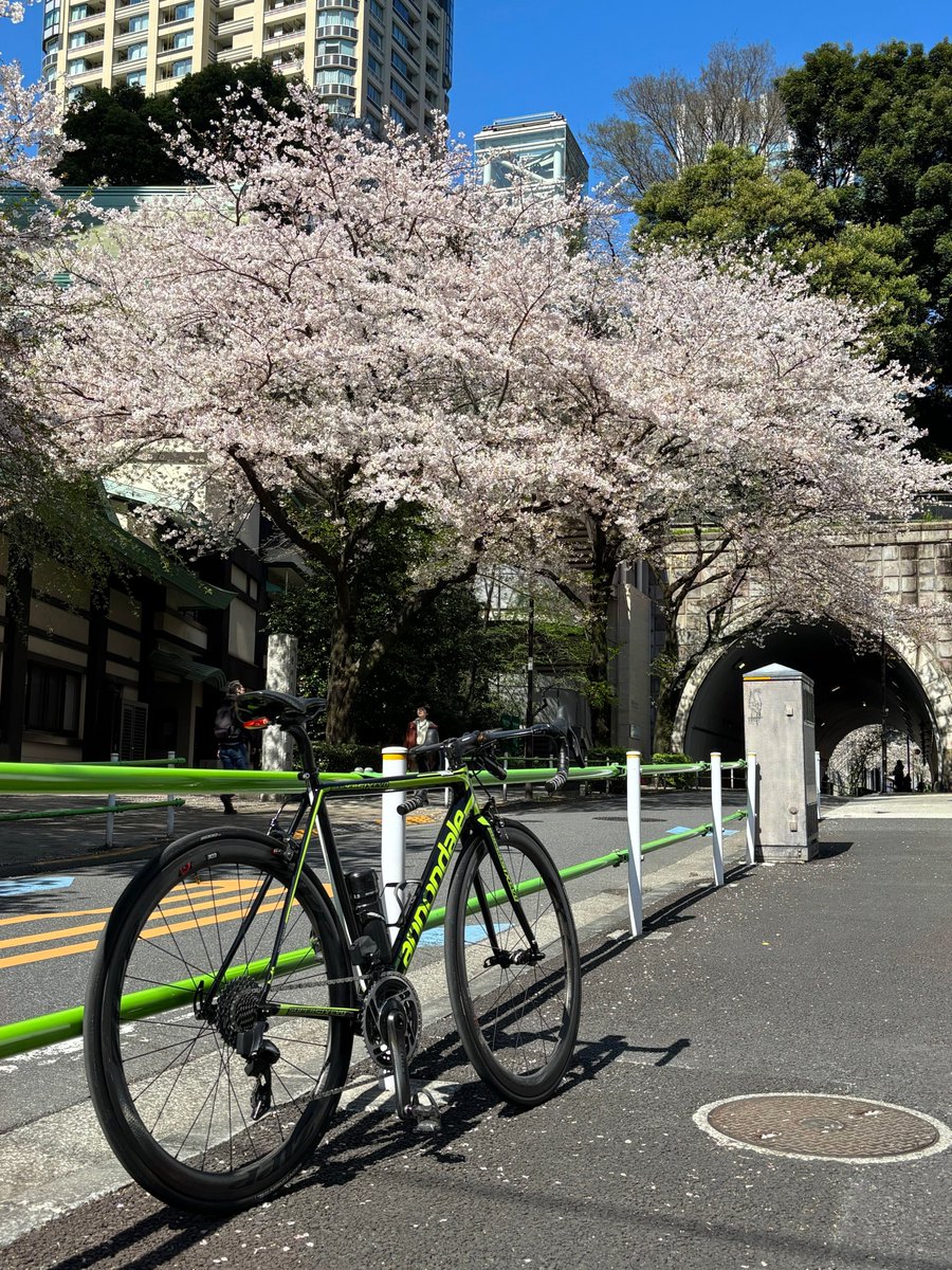 studioVOXEL_PR's tweet photo. #VOXELの1コマ
春の朝の景色が社員より届きました✉ 

📸チャリ通の一コマ
桜が満開だった頃は「今日こそ花見行こう！🍶」と毎日思いながら通勤🚴‍♂️

今はもう葉桜になってしまいましたが、あのピンクのトンネルは本当に綺麗でした✨

来年もこの景色に会える日が楽しみです😊 https://t.co/wdkWs9jU2G