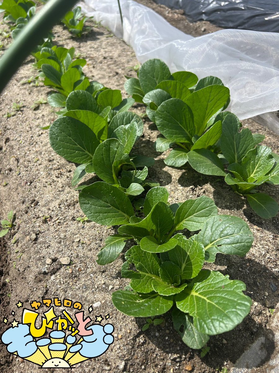 🌞ヤマヒロのぴかッとモーニング🌞 tweet media