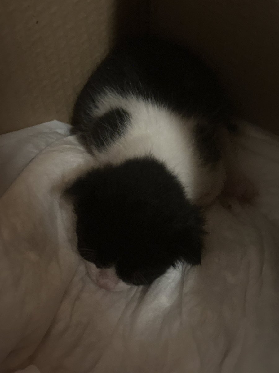 th3_First tweet media