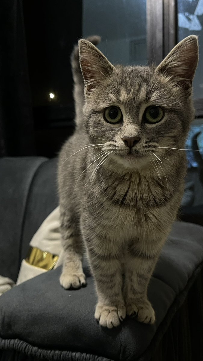 ملاك tweet media