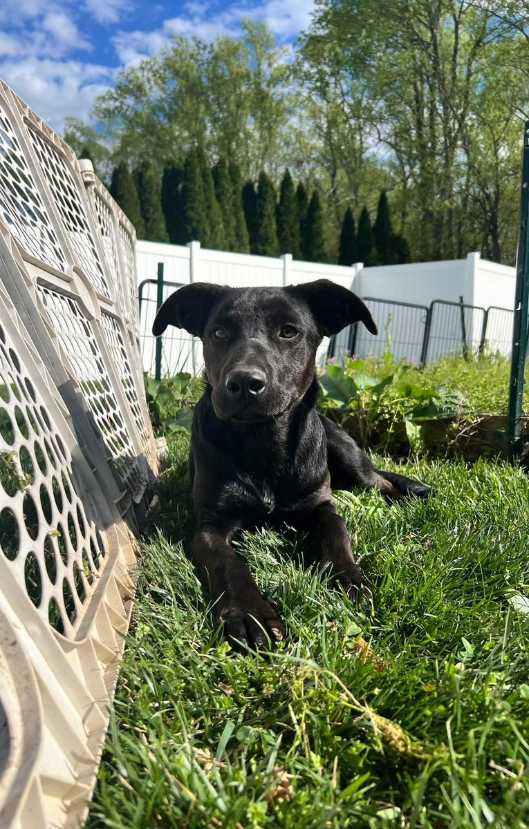 Rescue Dogs Rock, D.C. 🐾🐾🇺🇸 tweet media