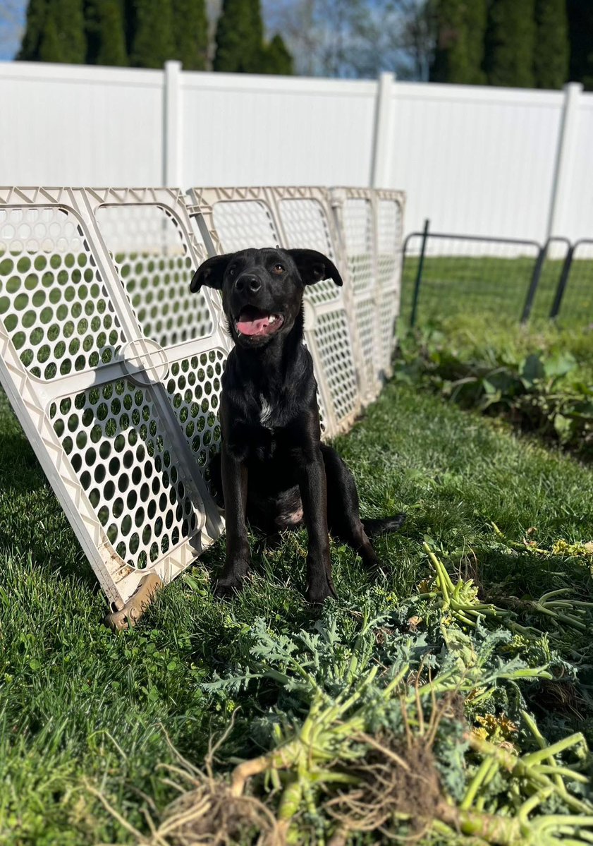 Rescue Dogs Rock, D.C. 🐾🐾🇺🇸 tweet media