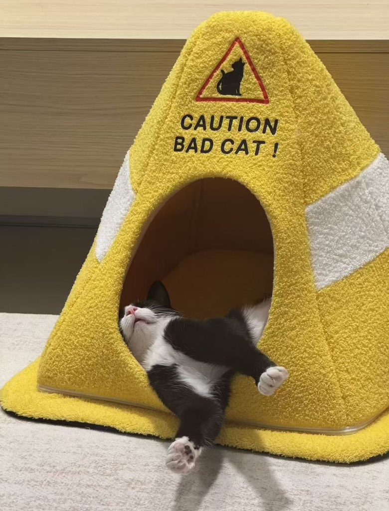 No Cats No Life tweet media