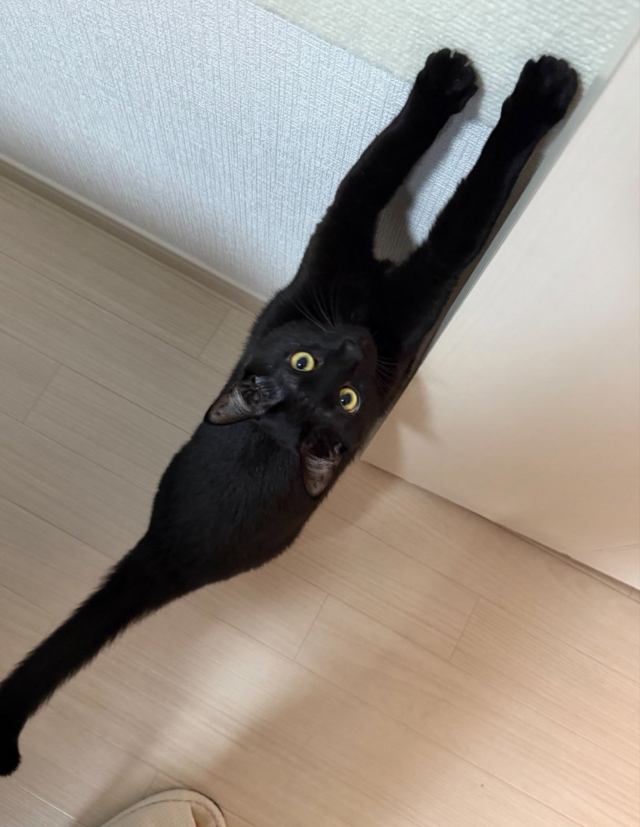 えりにゃ🐷 tweet media