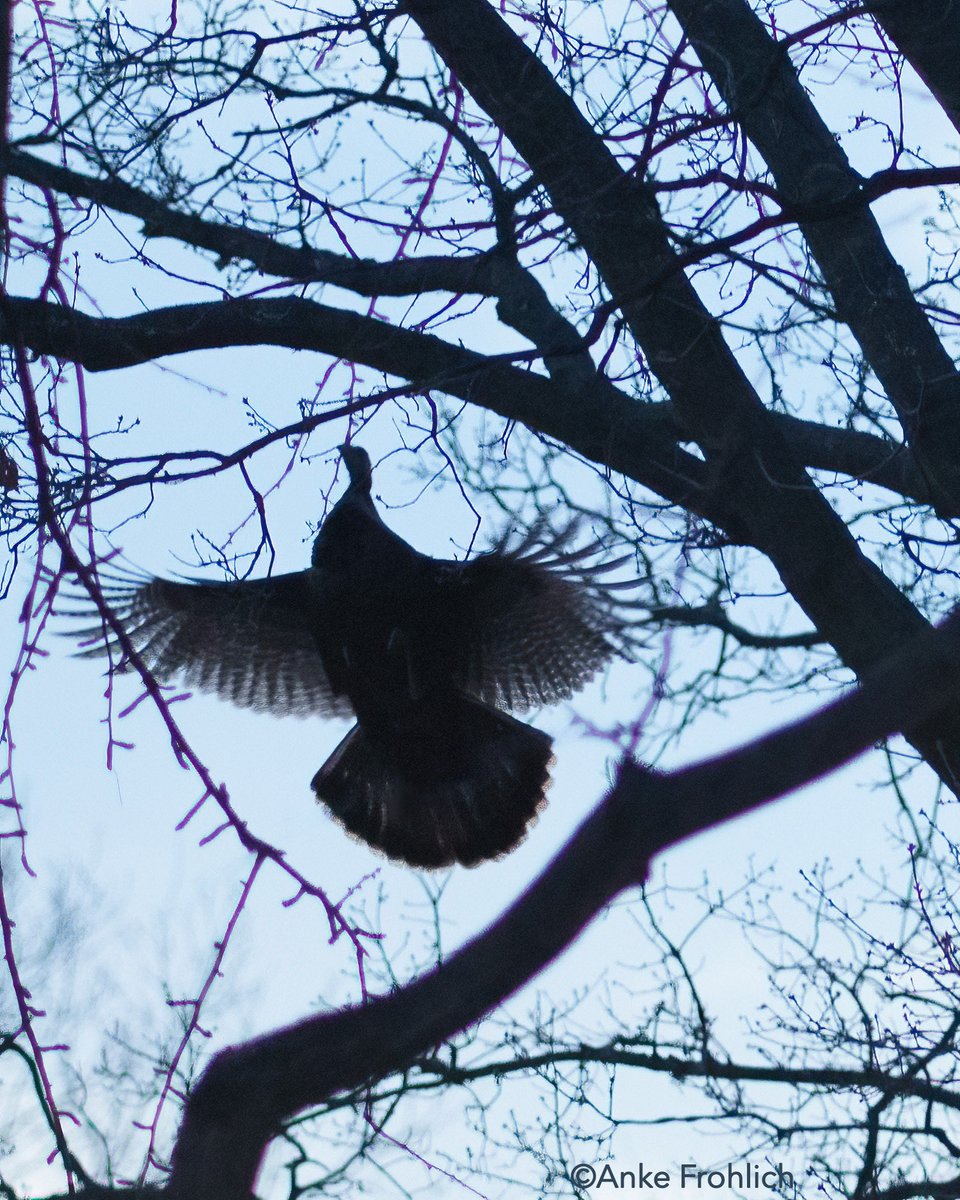 Anke Frohlich Photography tweet media