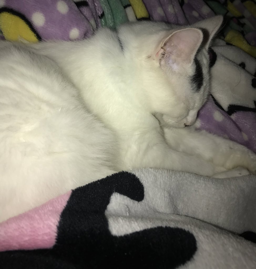 𝓕elix ♡ 𝓥arka 𐂯 .ᐟ ꒱ tweet media