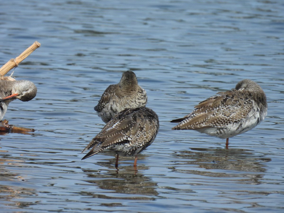 瓢湖白鳥観察舎販売組合【スタッフ】 tweet media