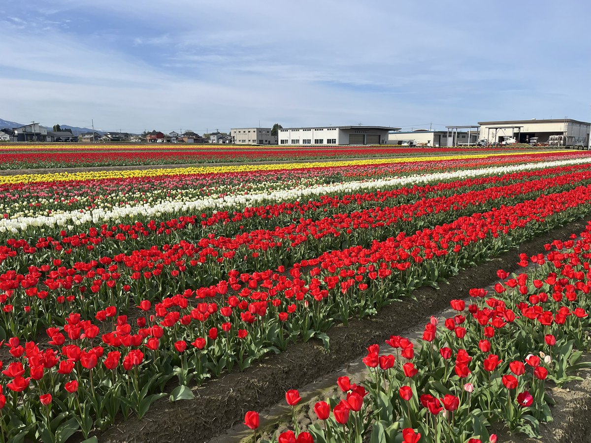 🌷にゅうぜんフラワーロード🌷 tweet media