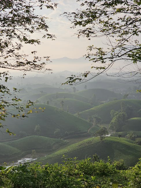 Scott Nguyen tweet media