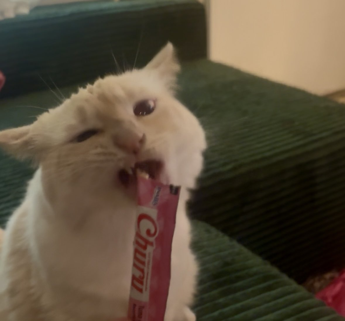 tstep225's tweet photo. This is beans. She likes tuna treats :) https://t.co/SuZIDJN7eG