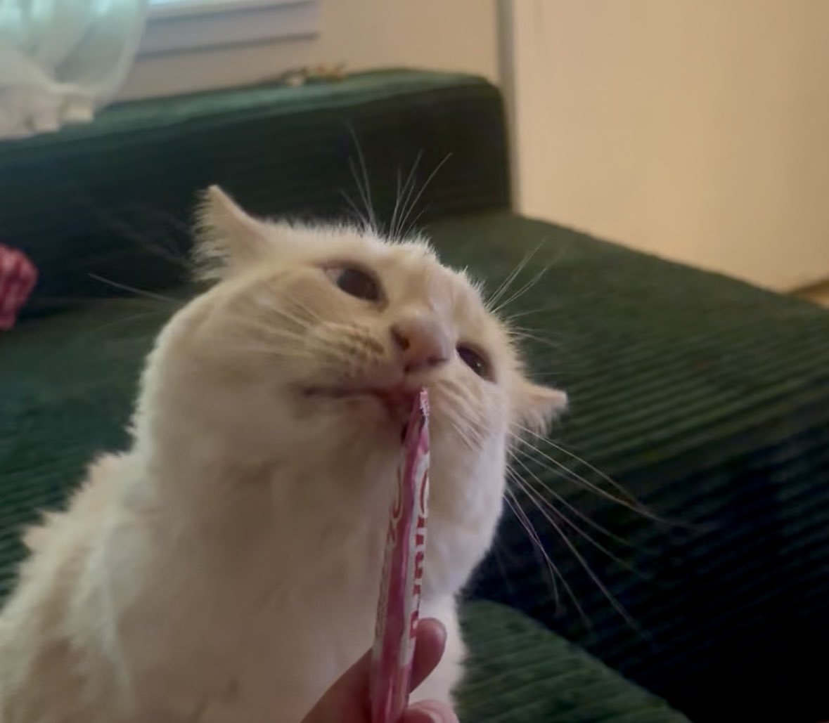 tstep225's tweet photo. This is beans. She likes tuna treats :) https://t.co/SuZIDJN7eG