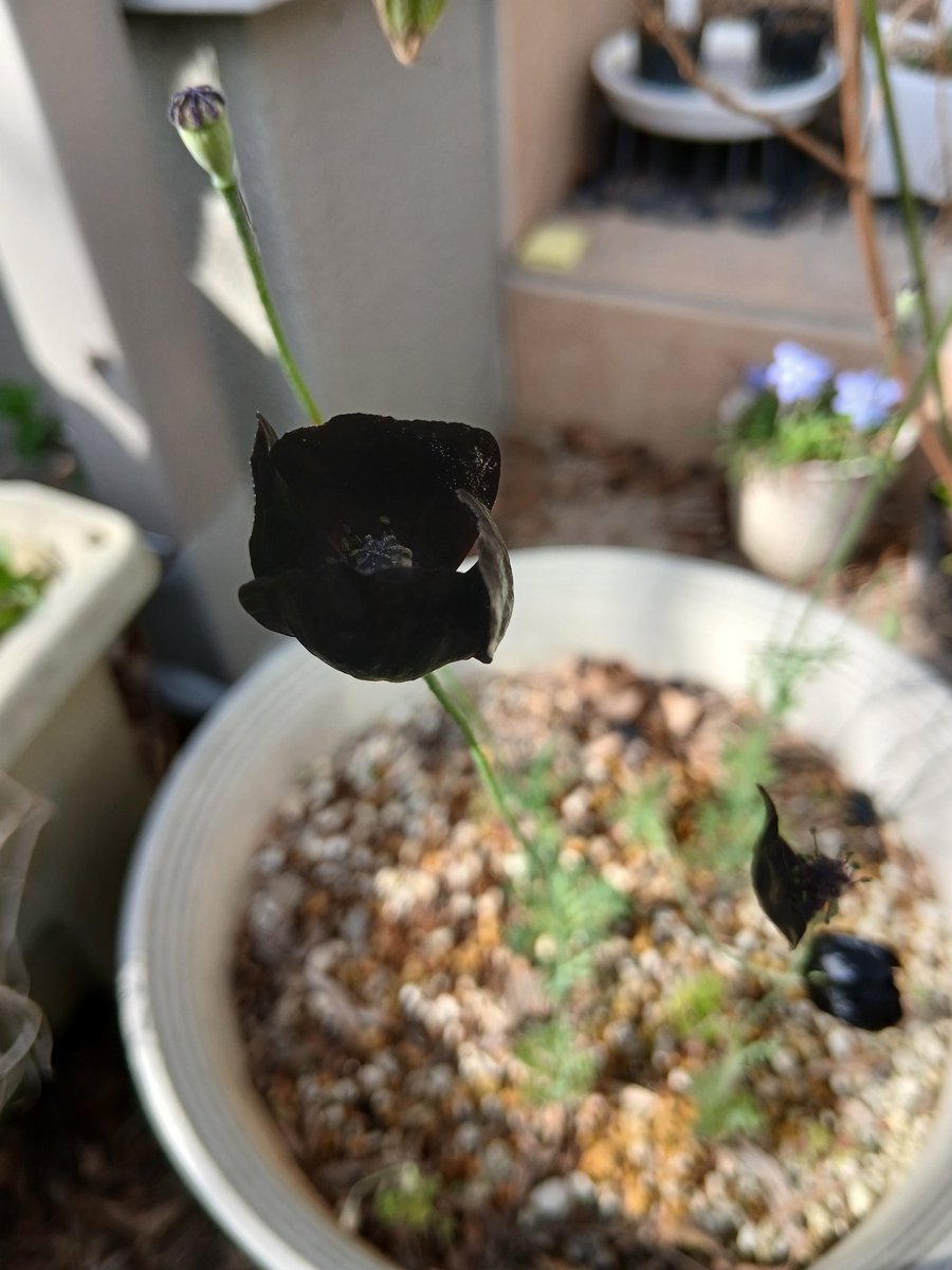ikuon_Pshashin's tweet photo. Papaver macrostomum βBlack Magicβ
#Papaver #Poppy https://t.co/eAixhQqP7A