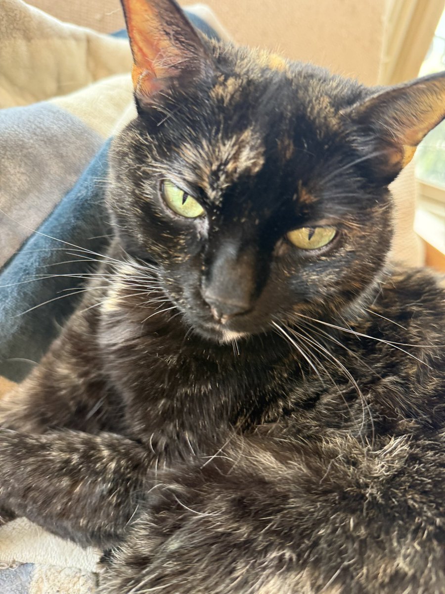 Tenobrus tweet media