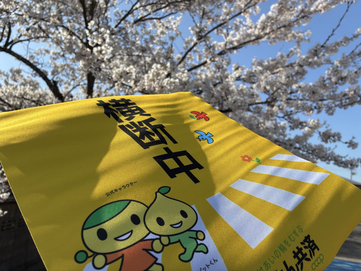 sugawararanko88's tweet photo. 先週から校外指導部で朝の見守りを🟡朝から子どもたちの元気なあいさつや笑顔にパワーをいただいています☺️
昔からスクールガードを担ってくださっている地域の方々がいて、子どもたちの安全が守られていることに感謝です。
帰り道、満開の桜が綺麗に咲いていました。 https://t.co/EmKpp75LPo