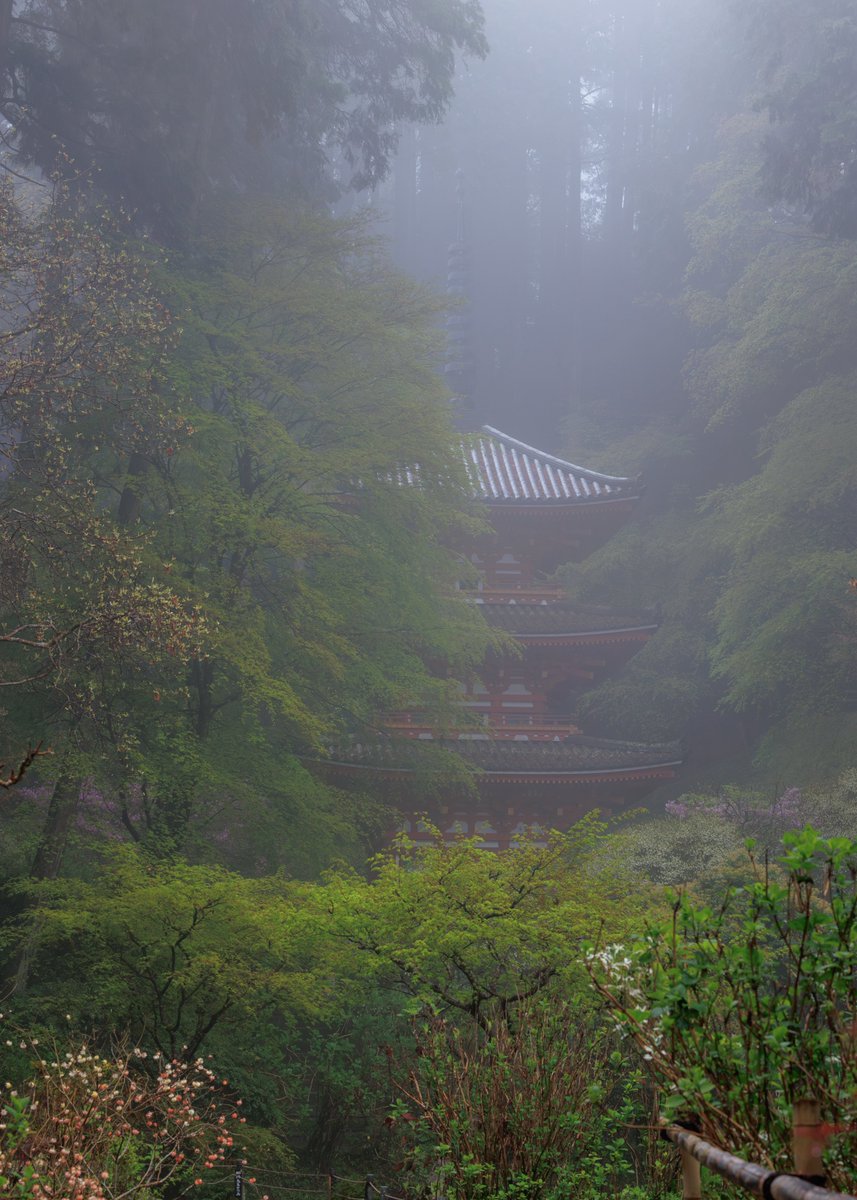 濃霧に包まれると幻想的な雰囲気になりますね✨
石楠花（シャクナゲ）やヤマブキなどの花が見頃を迎えております☺️

【お知らせ】

秘仏特別公開（如意輪観音、弁財天、羅刹天）

4月1日（水）〜5月31日（日）

三重塔初層特別開扉

4月25日（土）〜5月6日（水）

HPにて季節運行バス🚌情報掲載