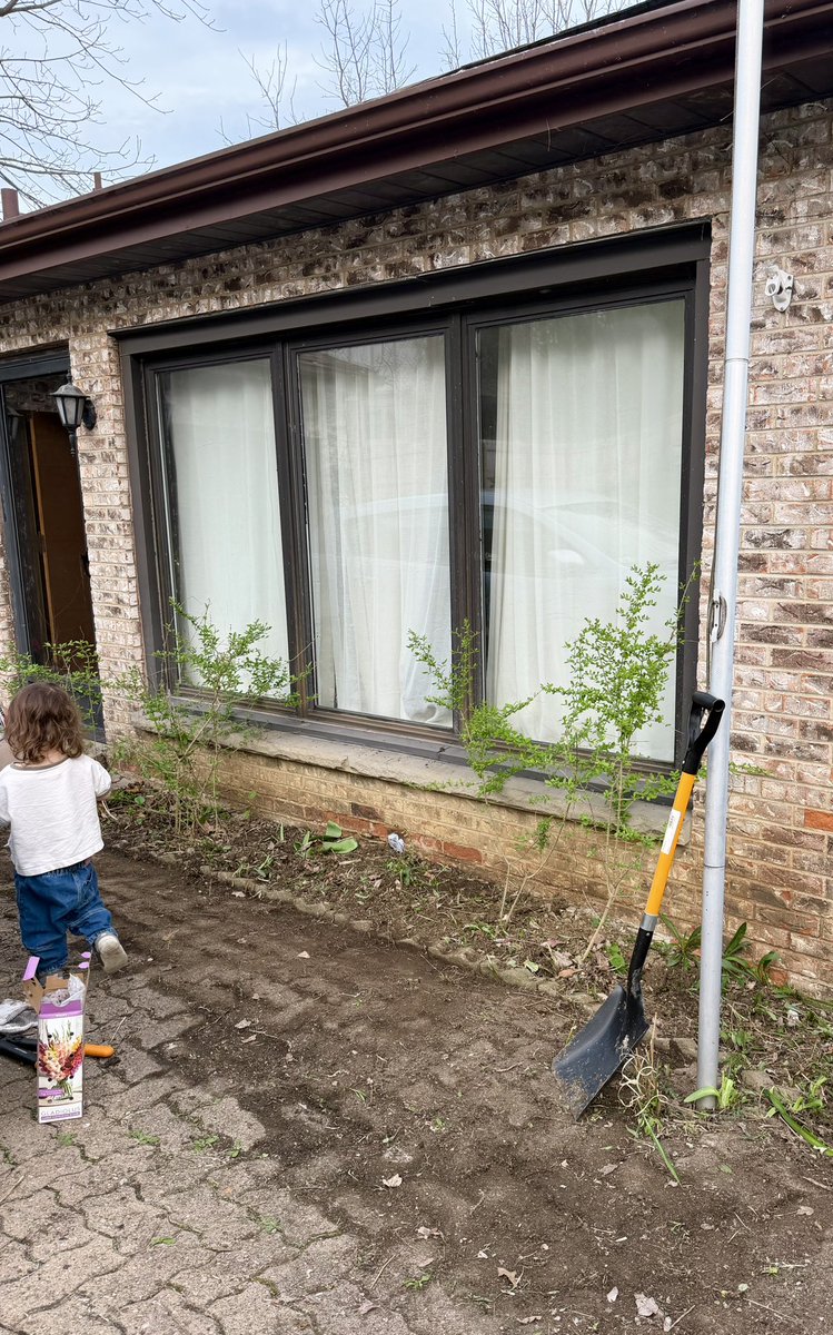 ３年住んでるのにやっとフロントヤード側に手をつけ始めた
今日は手始めに窓側の花壇の除草など。
子と遊びながらだからゆっくり作業だけど、植えたい花木のこととか色々話しながらできて楽しかった🪴
←Before     After→