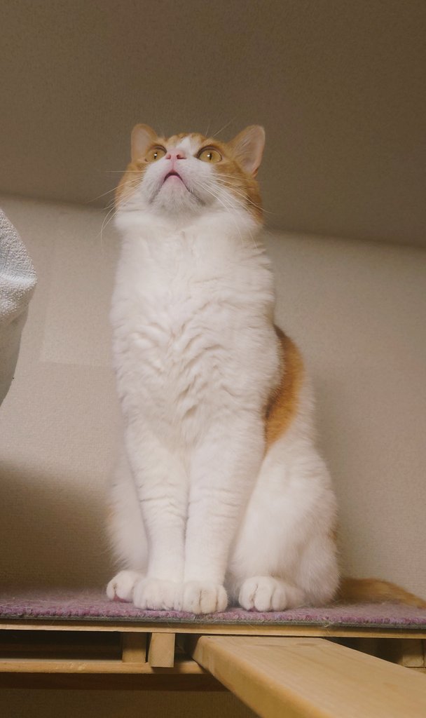 おちゃまる tweet media