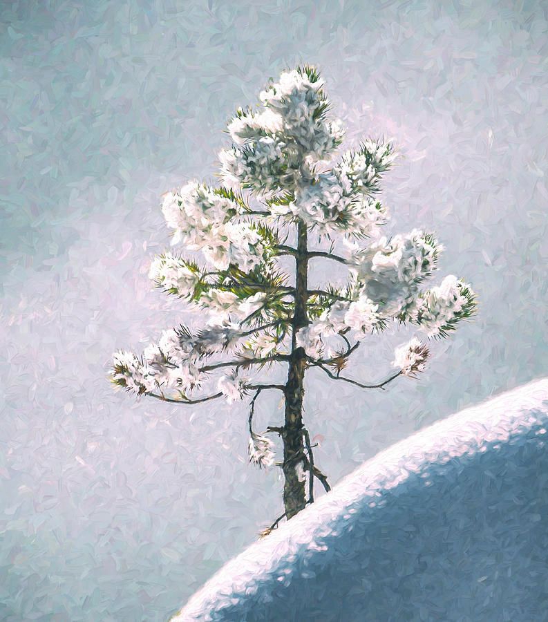 joancarroll's tweet image. Tiny Rime Covered Tree Artistic Yellowstone National Park! buff.ly/3hTJkIQ  #tree #rime #yellowstone #NationalPark #icy #snowy #Travel #travelphotography #giftideas @joancarroll