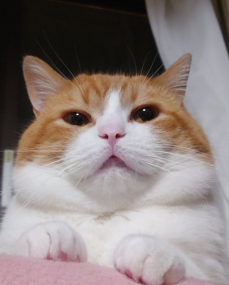 おちゃまる tweet media