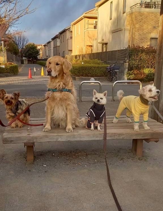 セナニキ tweet media