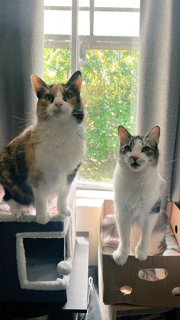 Pez Cadaver tweet media