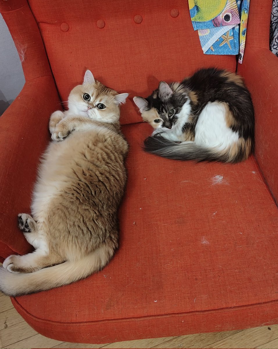 TimerRu's tweet photo. @_straysheep_k У твоего кота на фото почему-то лицо очень японского кота 😁 Держи в ответ моих котов - это Пафнутий и Сансара из Санкт-Петербурга https://t.co/gWkUyBKrej