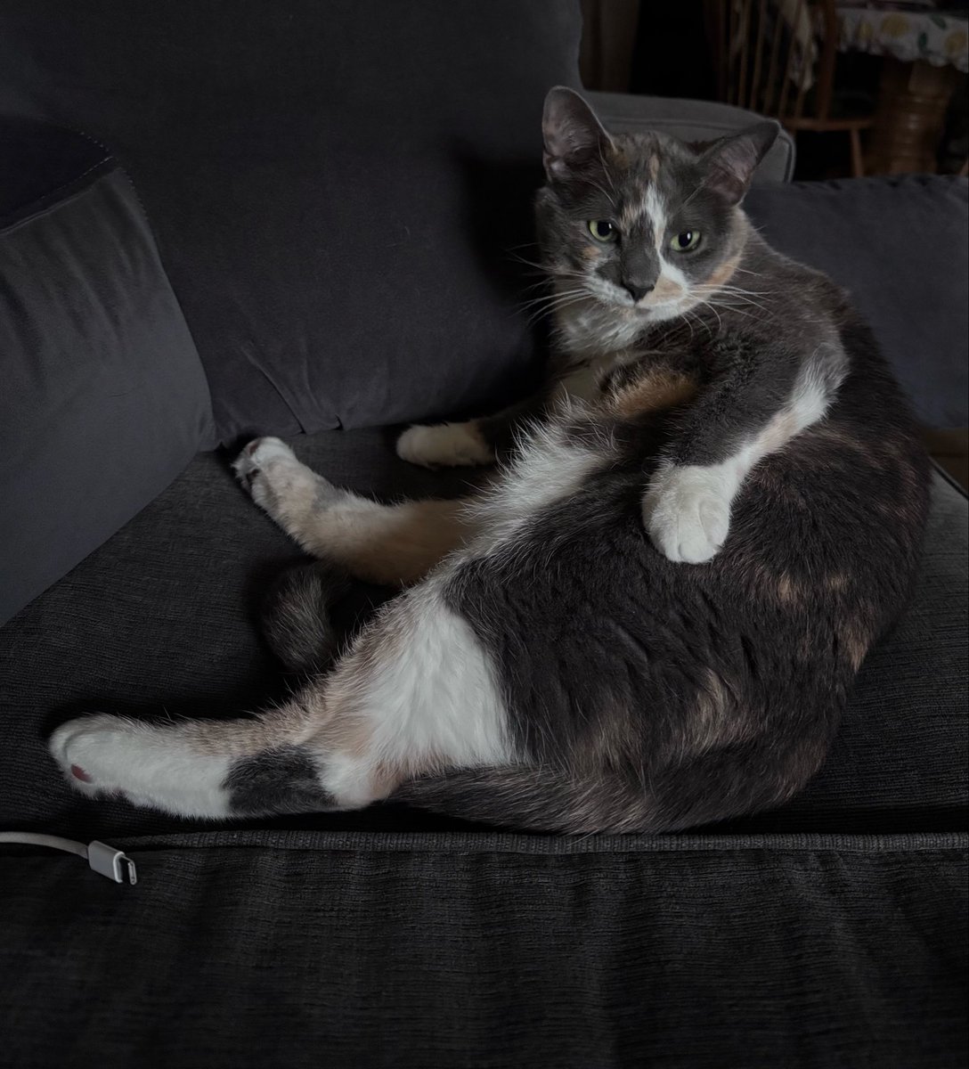 ItsChaxToTheMax's tweet photo. Finally captured Charlotte in a clee sit! @CleeWeezy #CleeSitSunday https://t.co/nNbjAONMGj