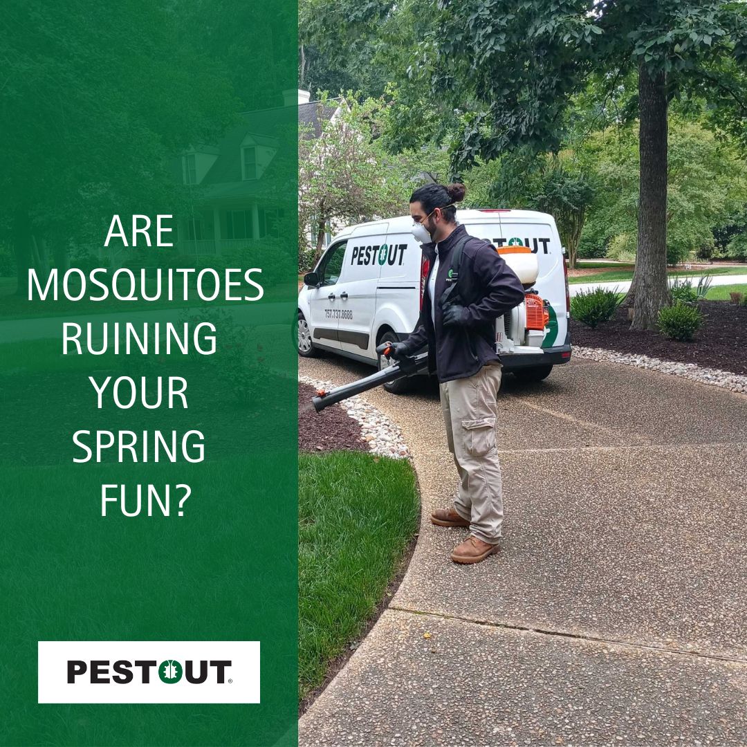 PestOutHR's tweet image. Mosquitoes love your yard. We love stopping them. 🦟🚫

Give PESTOUT a call today to schedule your mosquito treatment! 💪

757-737-8688 ☎️
pestout.com/mosquito-contr… 💻

#PESTOUT #pestcontrol #HamptonRoads #Virginia #mosquitoes