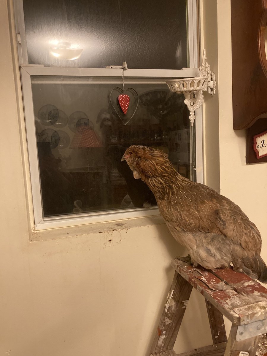 MerrileeA tweet media