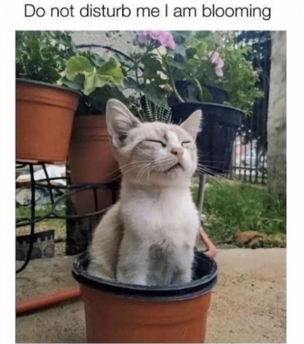 dcd728's tweet image. Definitely #sign of #spring when #kitty is #blooming