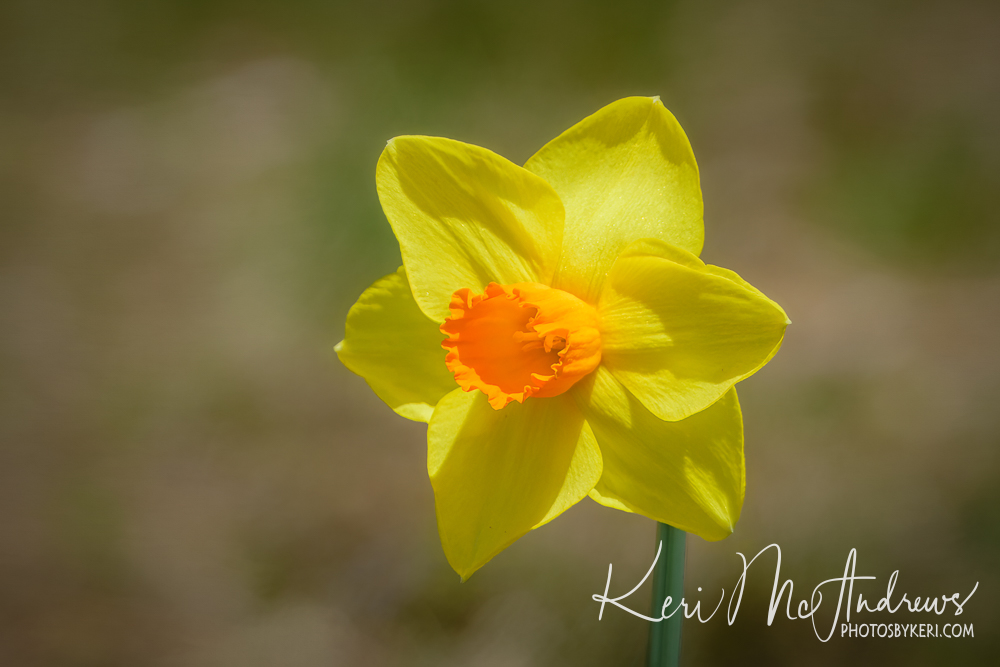 PhotosByKeri's tweet image. Sunny Days Ahead - 4/11/26
#2026Project52 - #Week15
 
I love the sunny disposition of this freshly bloomed daffodil! It was so nice to see another spring flower blossoming as it can only mean warmer days ahead!

photosbykeri.com/fine-art/e543c…