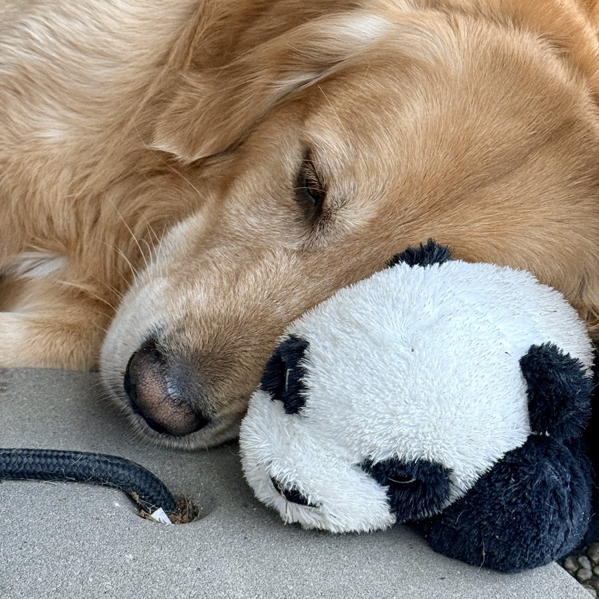 SIMBA é stanco 😴🐾🐾🐾❤️