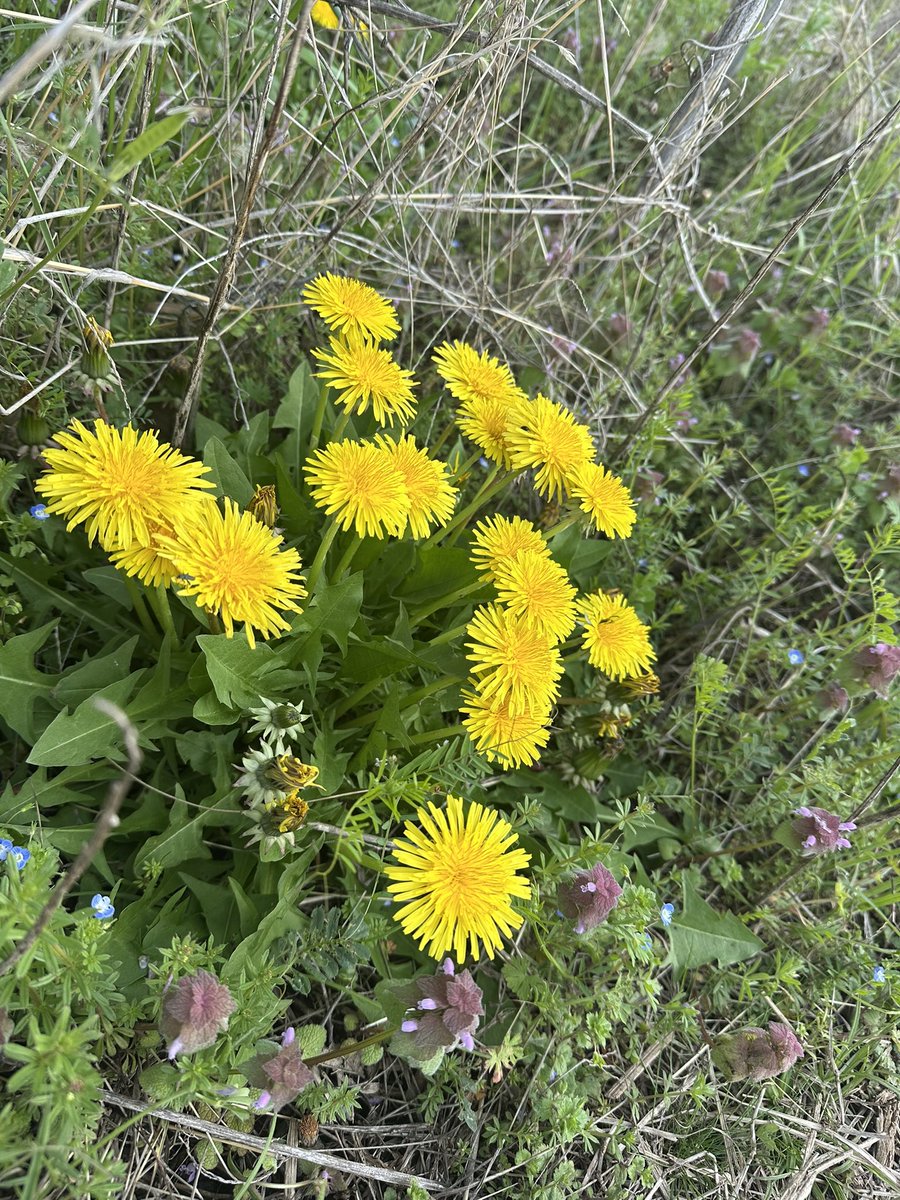 小俣菜緒(おまたなお) tweet media