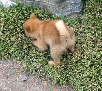 はち 鼻黒犬 tweet media