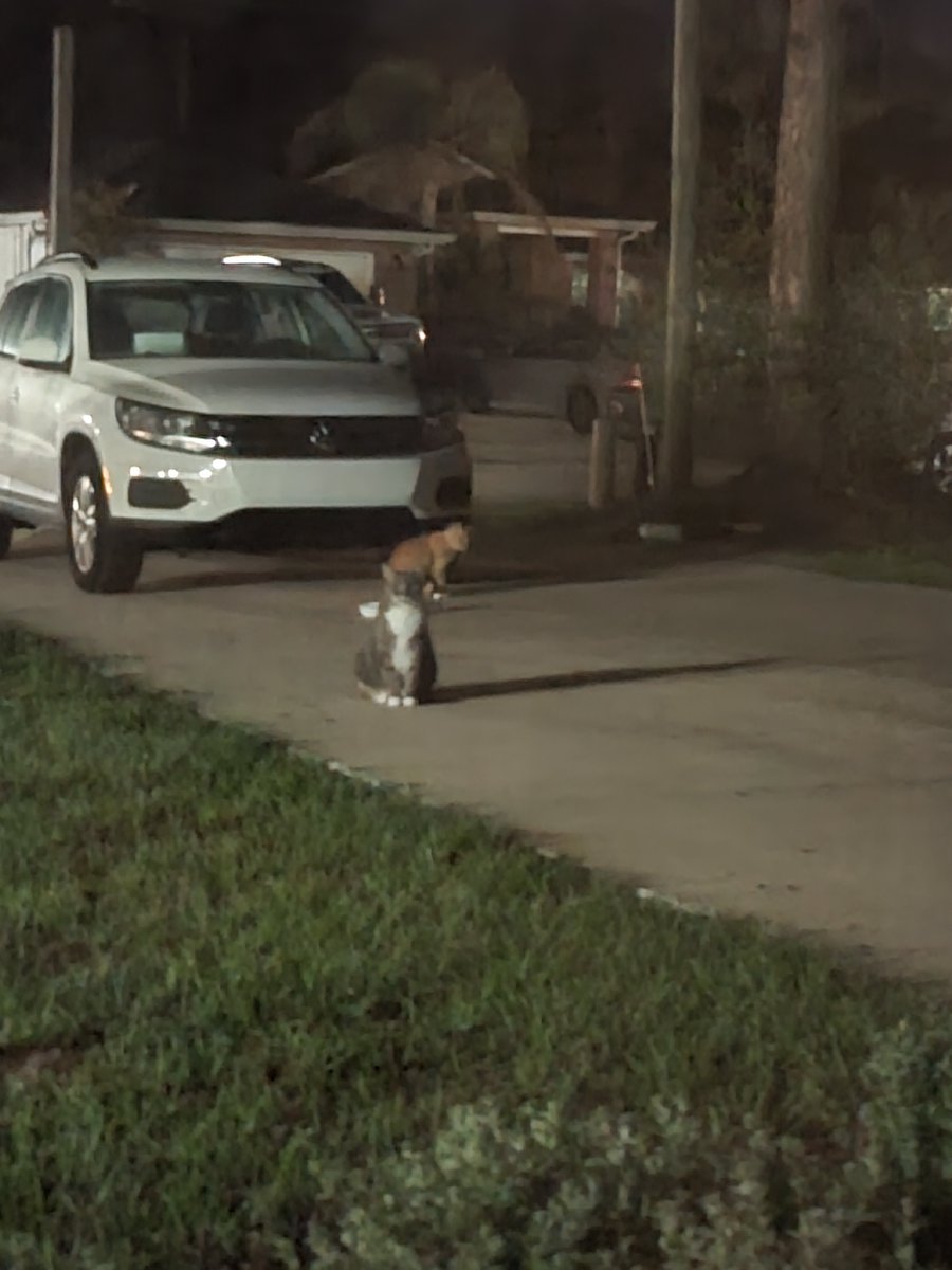 FreeTheFreemasons tweet media