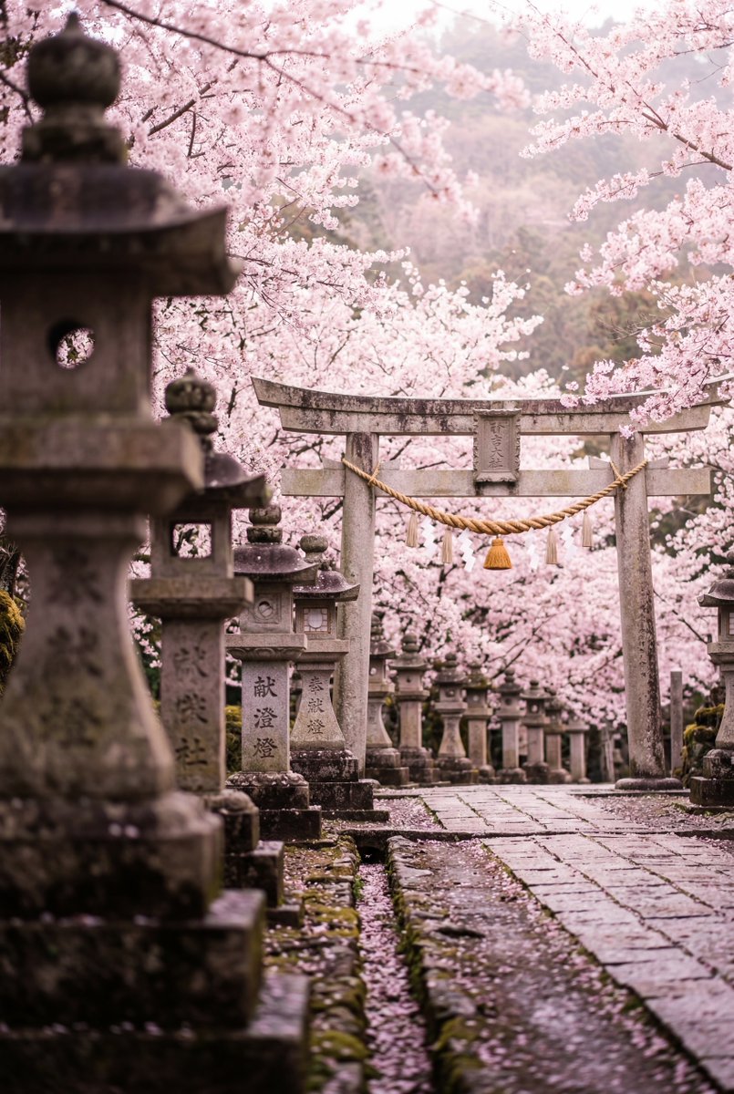 ShinChven tweet media