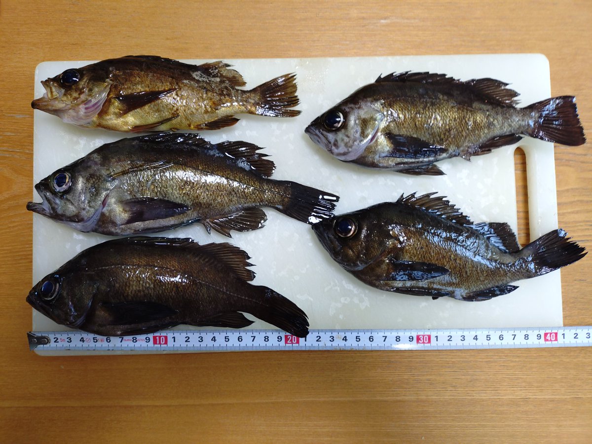 ひょうごDT36 tweet media